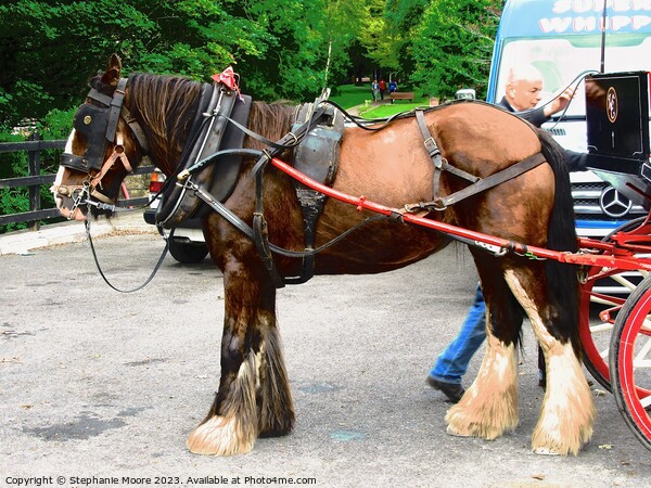 A horse pulling a carriage Picture Board by Stephanie Moore