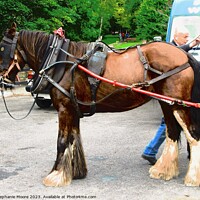 Buy canvas prints of A horse pulling a carriage by Stephanie Moore