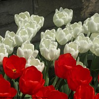 Buy canvas prints of Tulips by Stephanie Moore