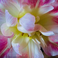 Buy canvas prints of Frilly Tulip by Stephanie Moore