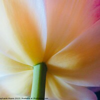 Buy canvas prints of Tulip by Stephanie Moore