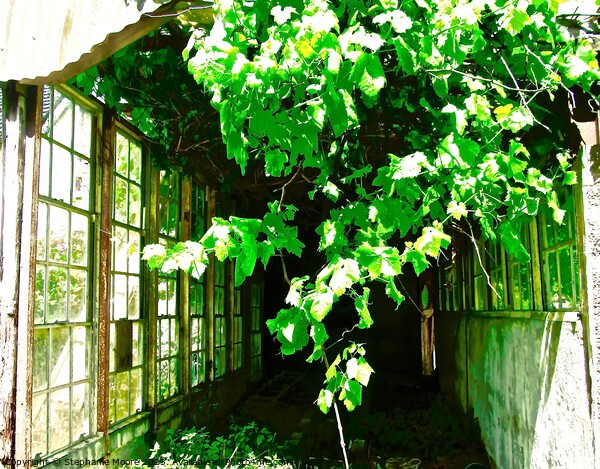 Abandoned Greenhouse Picture Board by Stephanie Moore