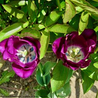 Buy canvas prints of Purple tulips by Stephanie Moore