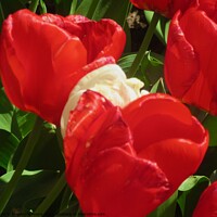 Buy canvas prints of Red tulips by Stephanie Moore