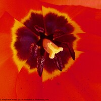 Buy canvas prints of Red tulip by Stephanie Moore