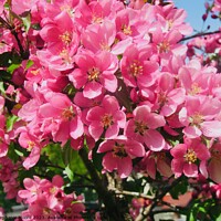 Buy canvas prints of Pink apple blossoms by Stephanie Moore