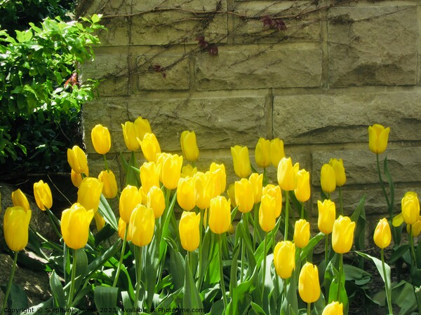 Yellow tulips Picture Board by Stephanie Moore