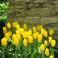 Buy canvas prints of Yellow tulips by Stephanie Moore