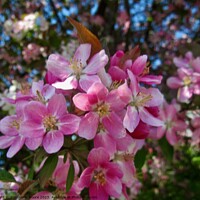 Buy canvas prints of Apple Blossoms by Stephanie Moore