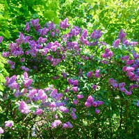 Buy canvas prints of Lots of Lilac by Stephanie Moore