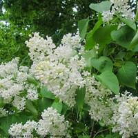Buy canvas prints of White Lilac by Stephanie Moore