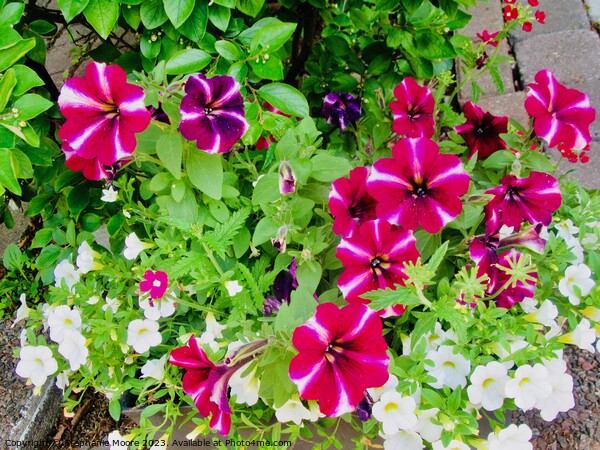  Pretty Petunias Picture Board by Stephanie Moore