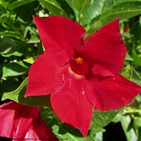 Buy canvas prints of Red Flower by Stephanie Moore