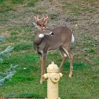 Buy canvas prints of Young buck  by Stephanie Moore