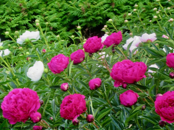 Peonies Picture Board by Stephanie Moore