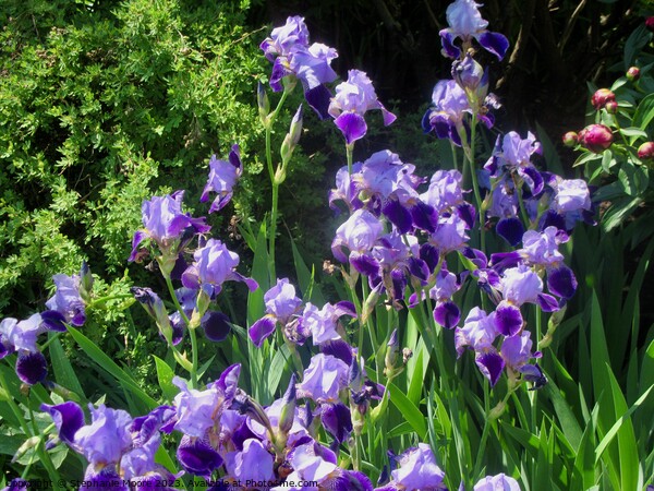 Purple Iris Picture Board by Stephanie Moore