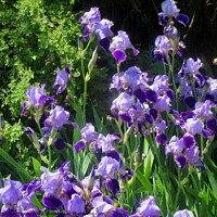 Buy canvas prints of Purple Iris by Stephanie Moore