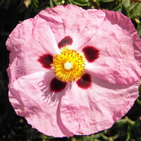 Buy canvas prints of Pink Flower by Stephanie Moore