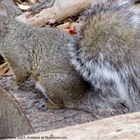 Buy canvas prints of Grey Squirrel by Stephanie Moore