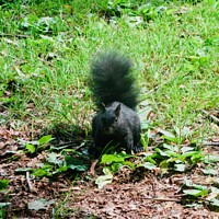 Buy canvas prints of Black Squirrel by Stephanie Moore