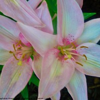 Buy canvas prints of Stargazer Lilies by Stephanie Moore