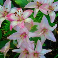 Buy canvas prints of Stargazer lilies by Stephanie Moore