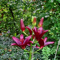 Buy canvas prints of dark red lilies by Stephanie Moore