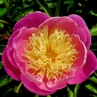 Buy canvas prints of Pink and yellow peony by Stephanie Moore