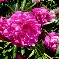Buy canvas prints of Lush pink peonies by Stephanie Moore