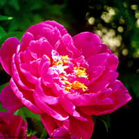 Buy canvas prints of Peony in the sun by Stephanie Moore