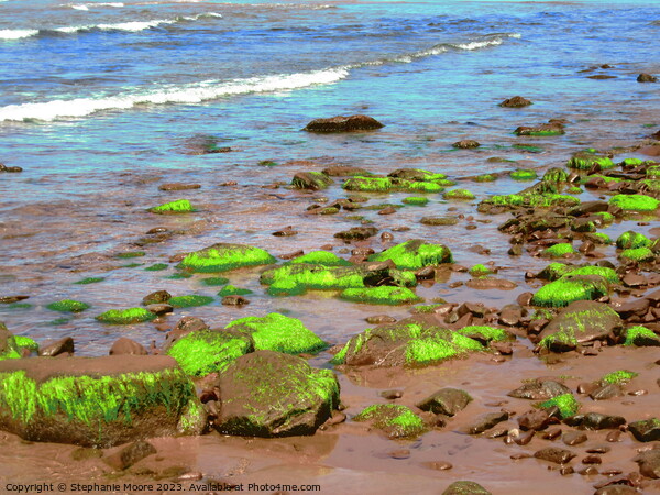 Bright green seaweed Picture Board by Stephanie Moore