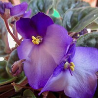 Buy canvas prints of African violets by Stephanie Moore