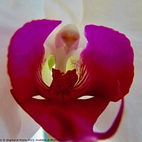Buy canvas prints of Orchid  by Stephanie Moore