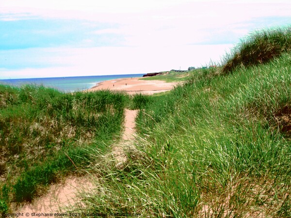 Path to the beach Picture Board by Stephanie Moore