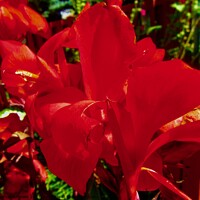 Buy canvas prints of Red Calla Lilly by Stephanie Moore