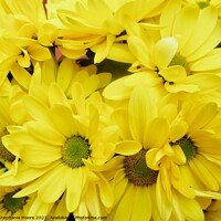 Buy canvas prints of Yellow daisies by Stephanie Moore