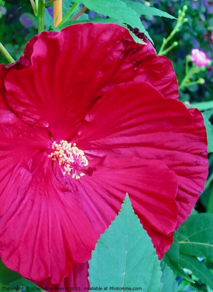 Red Hibiscus Picture Board by Stephanie Moore