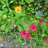 Buy canvas prints of Wild flowers by Stephanie Moore