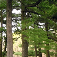 Buy canvas prints of Tall Pines by Stephanie Moore