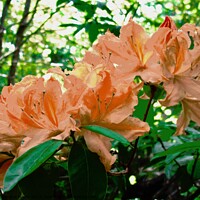 Buy canvas prints of Orange Rhododendrons by Stephanie Moore