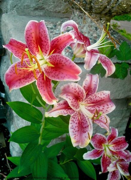 Stargazer Lilies Picture Board by Stephanie Moore