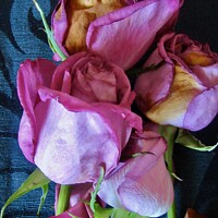 Buy canvas prints of Dying Roses by Stephanie Moore