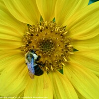 Buy canvas prints of Daisy and Bee by Stephanie Moore
