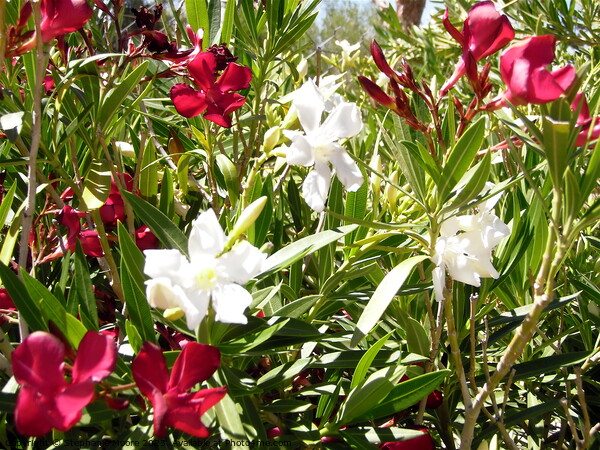 White and red oleanders Picture Board by Stephanie Moore