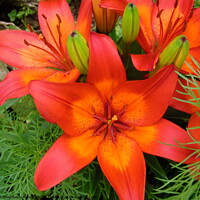 Buy canvas prints of Bright Orange Lilies by Stephanie Moore