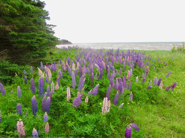 Lupins on the Shore Picture Board by Stephanie Moore