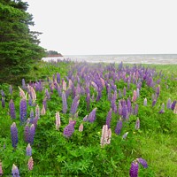 Buy canvas prints of Lupins on the Shore by Stephanie Moore