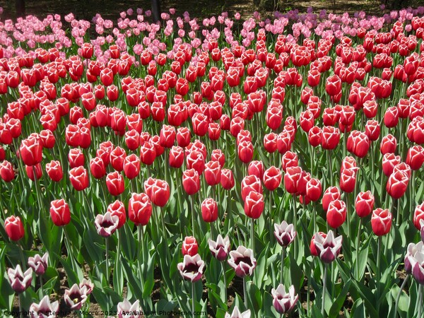 A sea of tulips Picture Board by Stephanie Moore