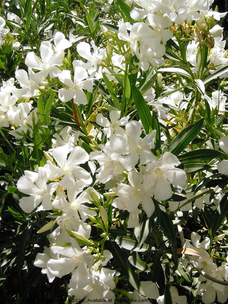 White oleanders Picture Board by Stephanie Moore