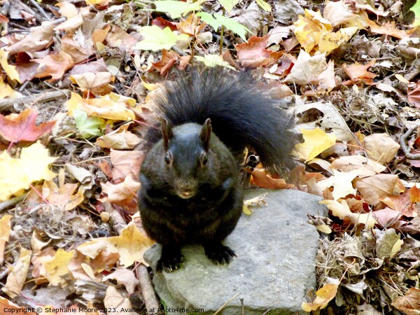 A squirrel on the ground Picture Board by Stephanie Moore